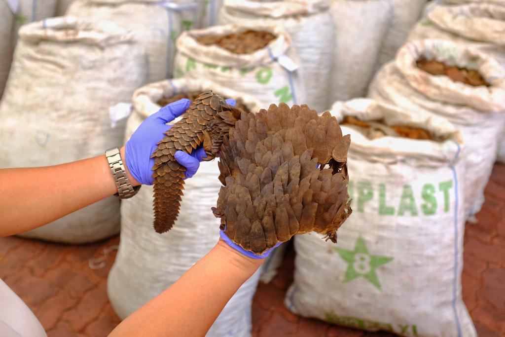 The illegal trade of the scales and skin of the Sunda Pangolin.